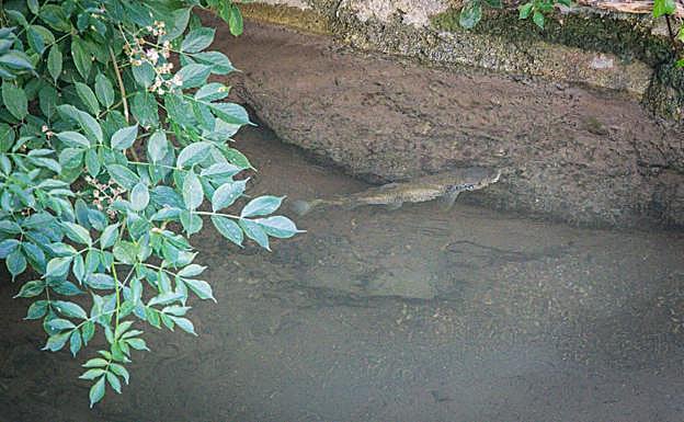 Una de las truchas en el río.