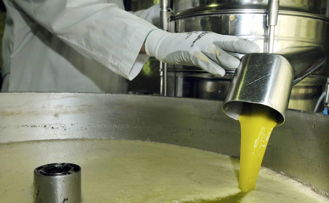 Aceite de oliva en una almazara.