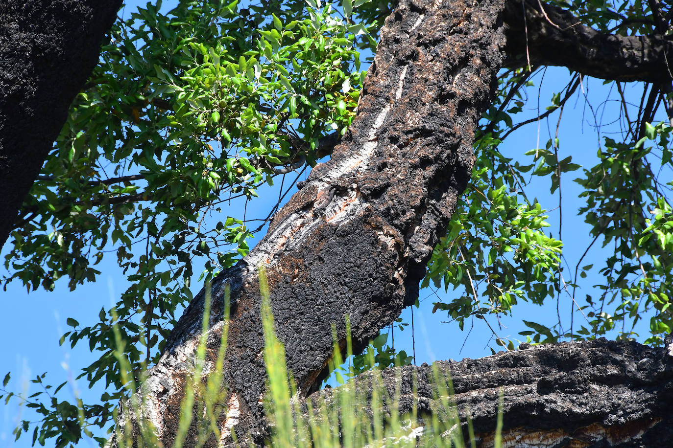 El bosque que ardió hace cinco veranos luce ya un manto verde con nuevas copas de alcornoques, en una recuperación natural que los expertos consideran un éxito