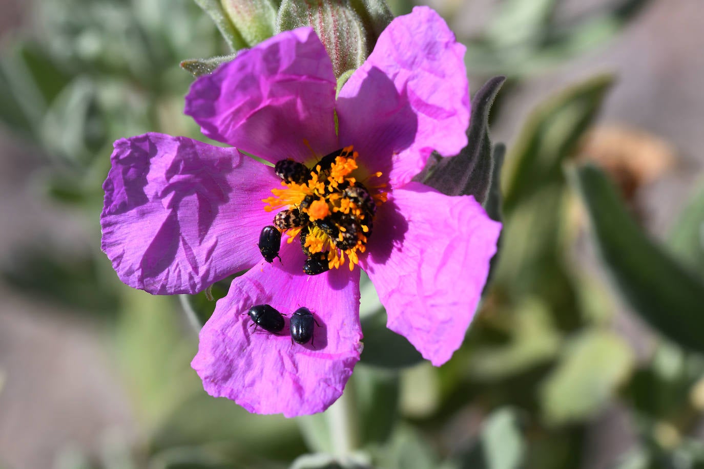 El bosque que ardió hace cinco veranos luce ya un manto verde con nuevas copas de alcornoques, en una recuperación natural que los expertos consideran un éxito