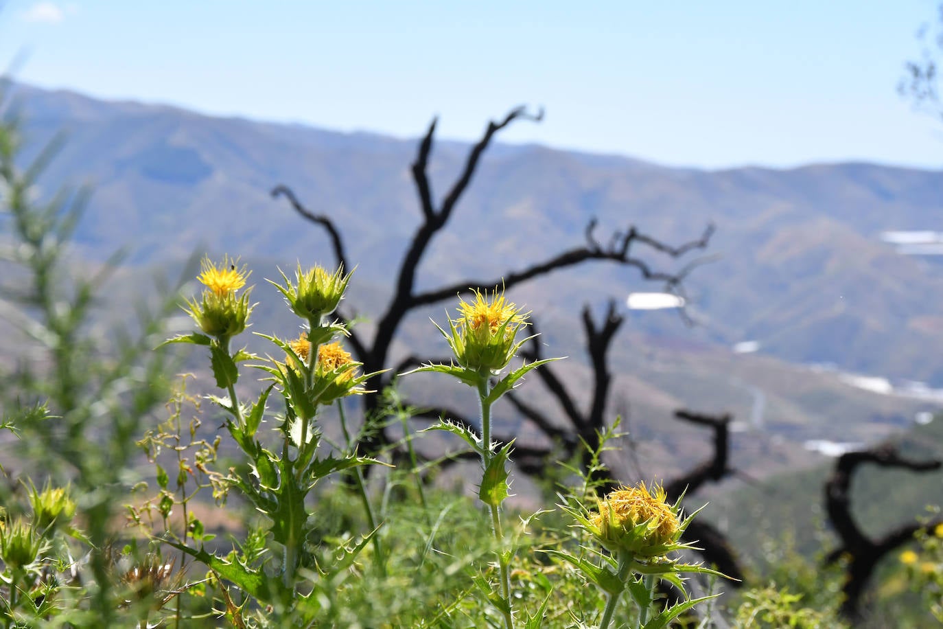 El bosque que ardió hace cinco veranos luce ya un manto verde con nuevas copas de alcornoques, en una recuperación natural que los expertos consideran un éxito