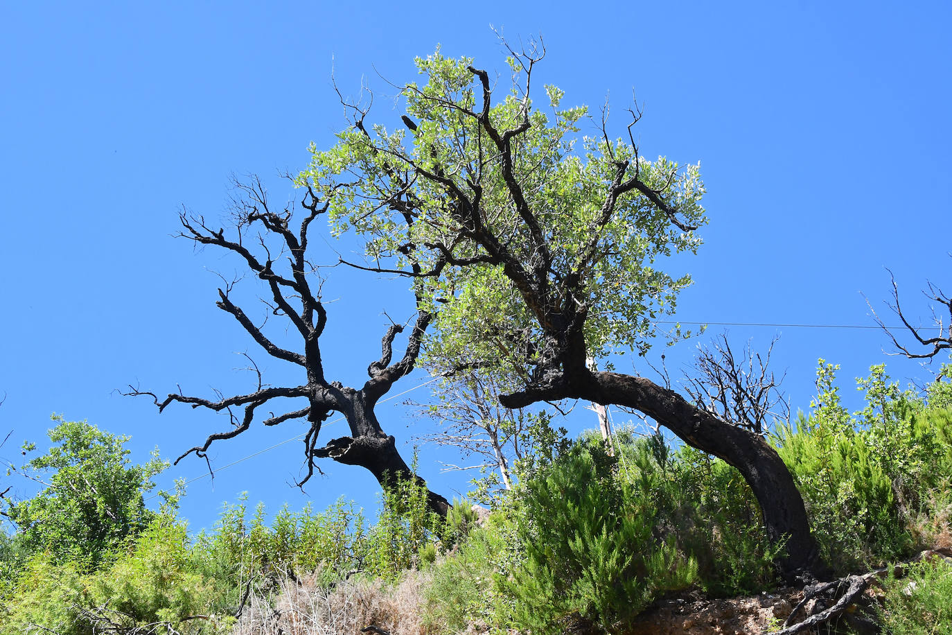 El bosque que ardió hace cinco veranos luce ya un manto verde con nuevas copas de alcornoques, en una recuperación natural que los expertos consideran un éxito