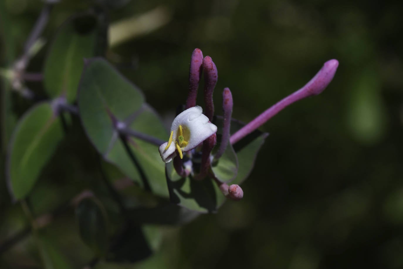 El bosque que ardió hace cinco veranos luce ya un manto verde con nuevas copas de alcornoques, en una recuperación natural que los expertos consideran un éxito