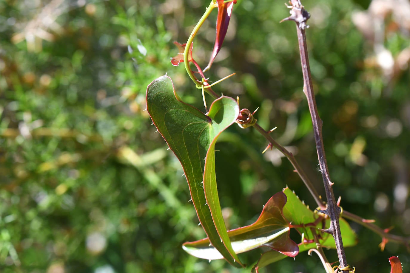 El bosque que ardió hace cinco veranos luce ya un manto verde con nuevas copas de alcornoques, en una recuperación natural que los expertos consideran un éxito