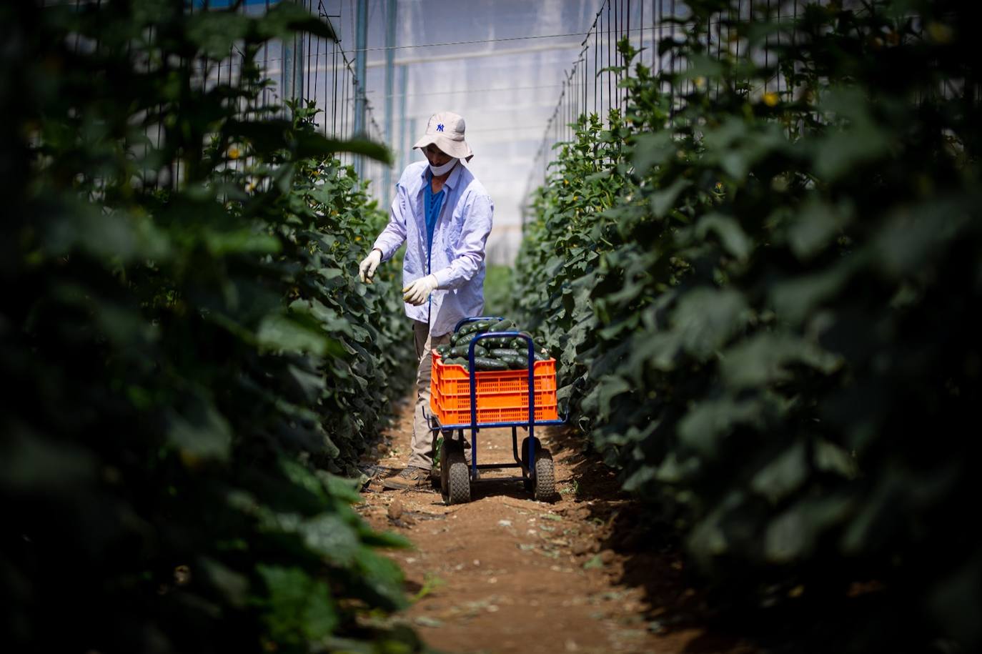 Fotos: Un brote con 15 temporeros confinados inquiera a Játar
