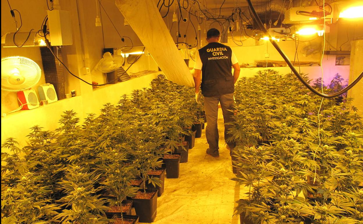 Cinco operaciones en Granada contra la marihuana acaban con seis detenidos y 1.500 plantas incautadas