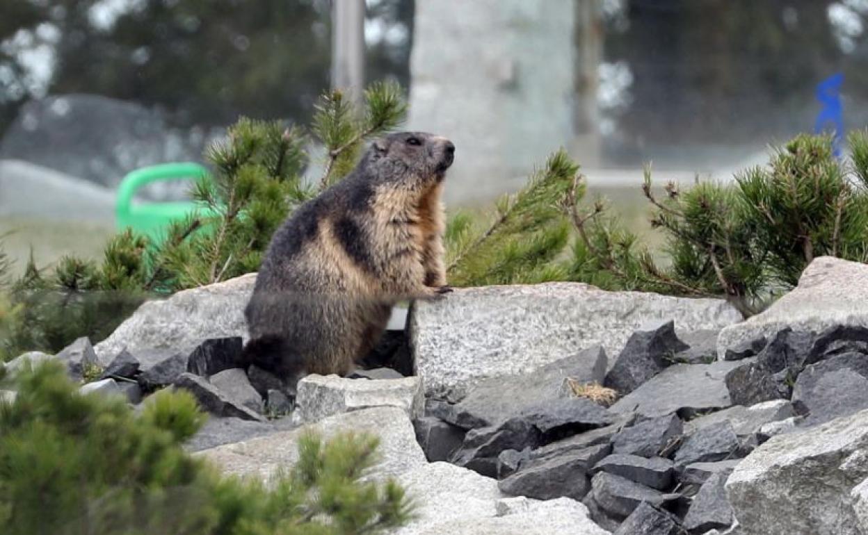 La OMS advierte de la peste bubónica en China con afectados por comer carne de marmota. 