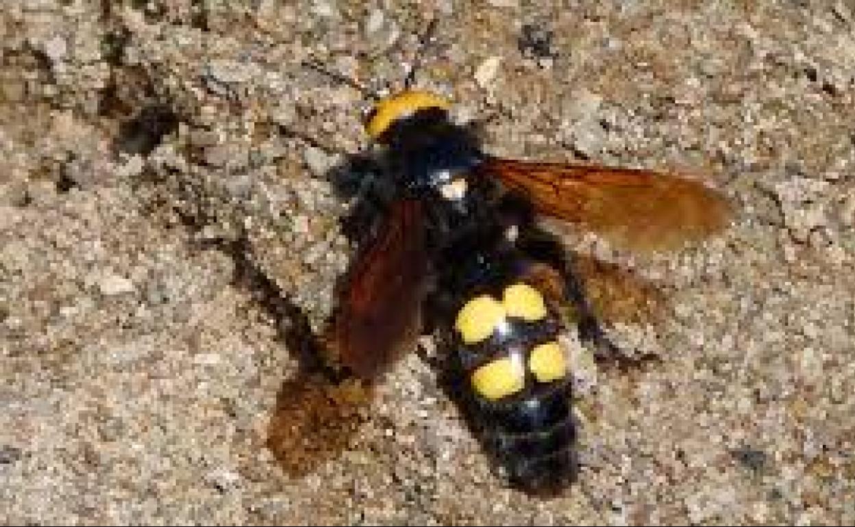 Todo sobre la avispa mamut que se multiplica este verano en España