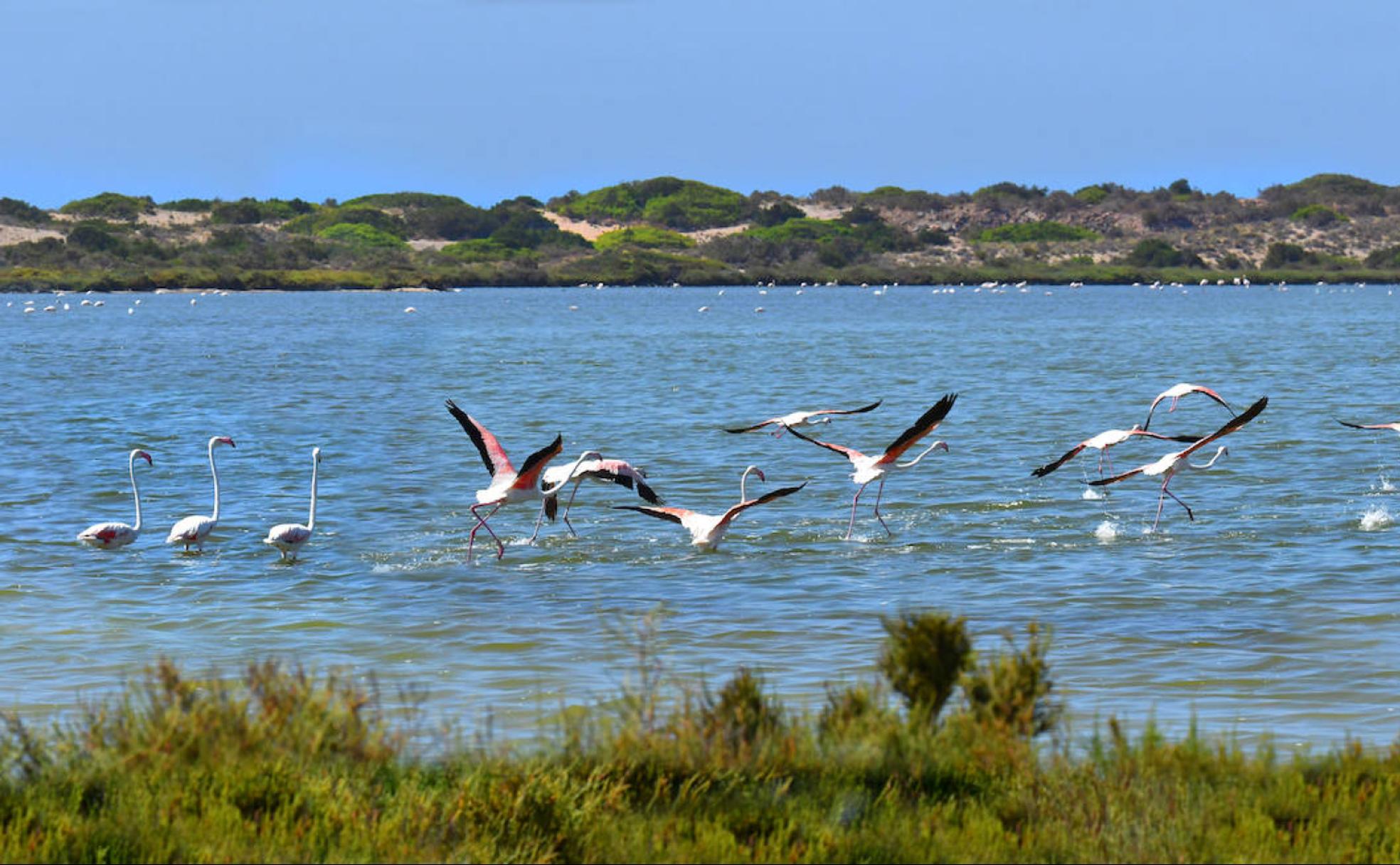 Un grupo de flamencos levanta el vuelo en las salinas de Cerrillos. 