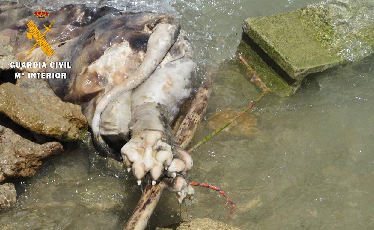 Investigan a un hombre que ahogó a su perro con un bloque de cemento en un pantano de Granada