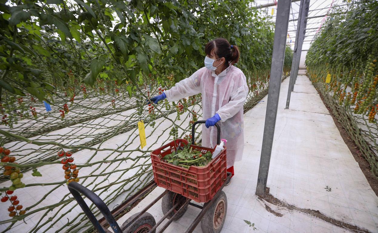 Imagen de archivo de una trabajadora recolectando en una cooperativa
