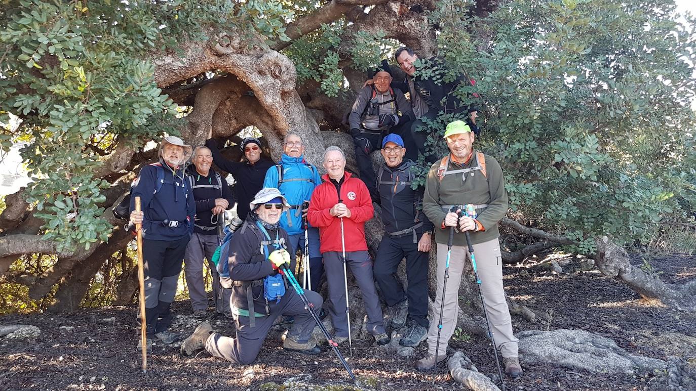 El grupo baja a descansar a la sombra del algarrobo centenario de Restábal. 