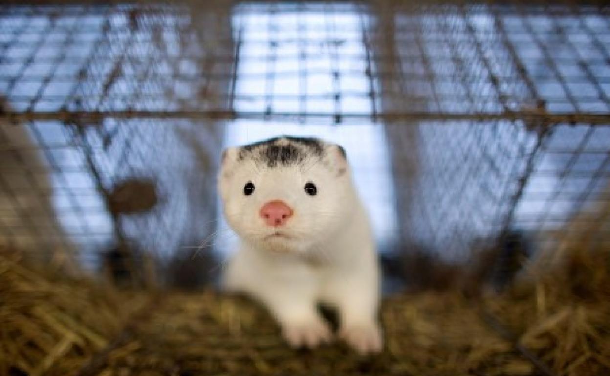 El Gobierno revela que hay un «elevado porcentaje» de visones en España contagiados de coronavirus