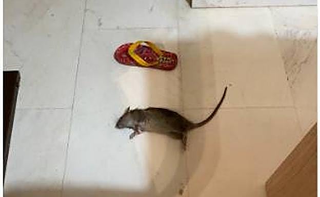 Plaga de ratas en Playa Granada que afectan a una urbanización