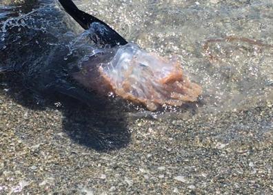 Imagen secundaria 1 - Encuentran una medusa &#039;gigante&#039; en las playas de Granada