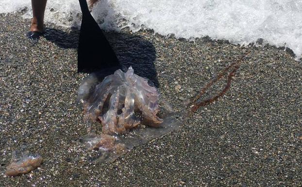 Encuentran una medusa 'gigante' en las playas de Granada