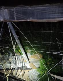 Imagen secundaria 2 - Detienen a cinco jóvenes cuando intentaban robar en una plantación de cáñamo industrial en Albuñol