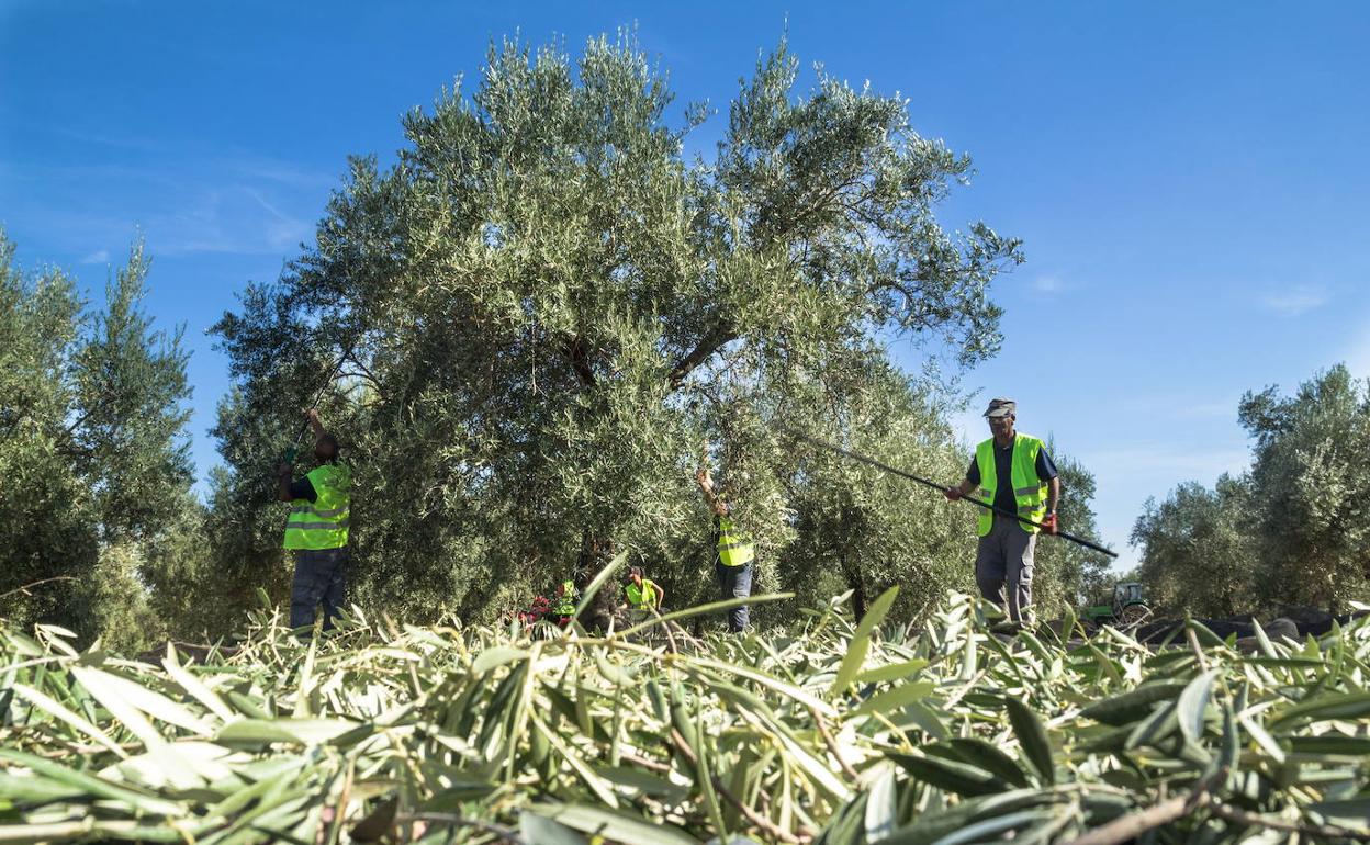 Asaja y Diputación alertan de una posible falta de mano de obra para la aceituna por la Covid-19