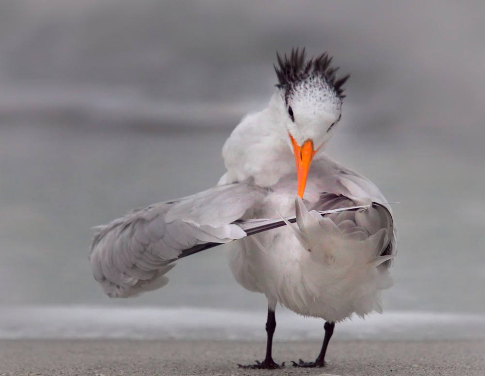 'Tern tuning its wings'