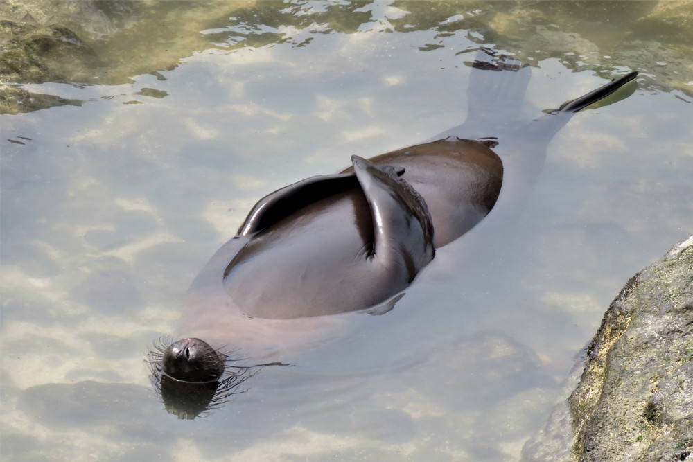 'Sun salutation class'