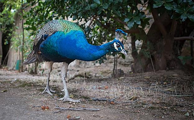 Imagen principal - Treinta años de pavos reales en el Carmen de los Mártires