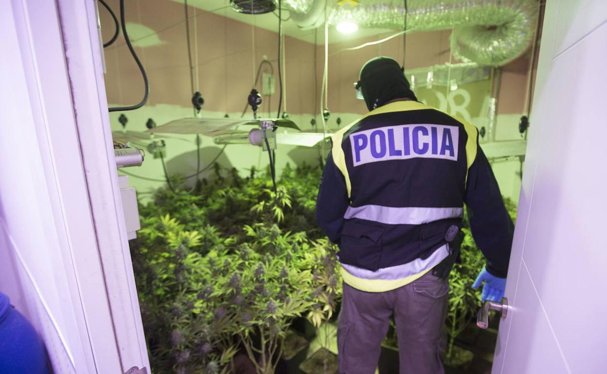 Un policía nacional se dispone a cortar plantas de cannabis en un piso de Granada