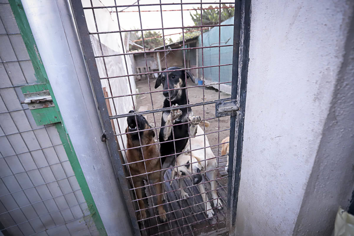 Recuperan mascotas maltratadas rescatadas por el Seprona y ningún amigo de cuatro patas abandona el centro sin una familia