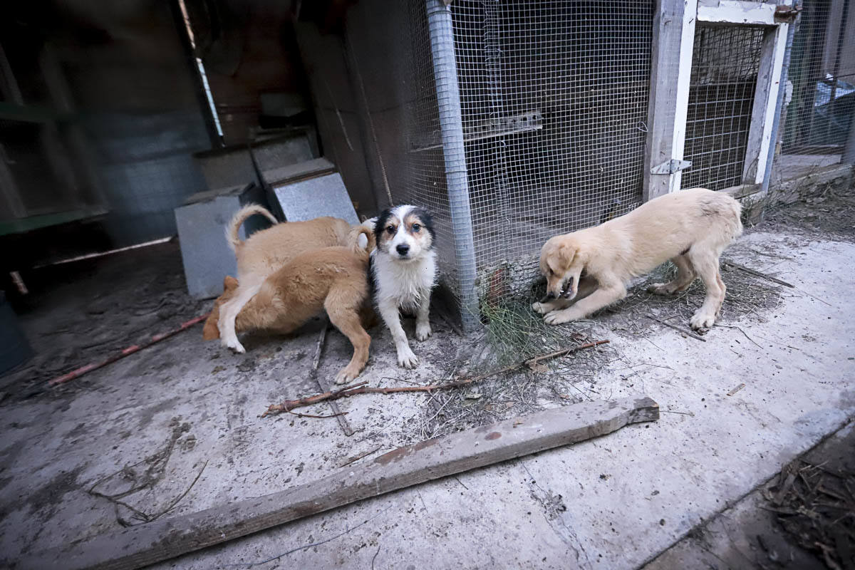 Recuperan mascotas maltratadas rescatadas por el Seprona y ningún amigo de cuatro patas abandona el centro sin una familia