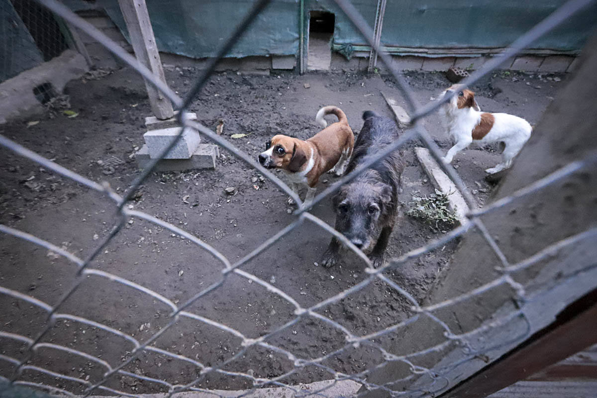 Recuperan mascotas maltratadas rescatadas por el Seprona y ningún amigo de cuatro patas abandona el centro sin una familia