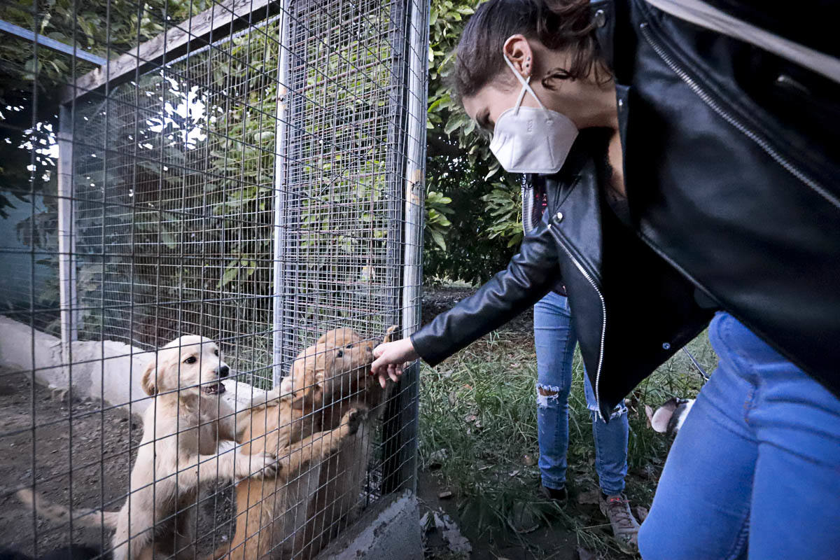 Recuperan mascotas maltratadas rescatadas por el Seprona y ningún amigo de cuatro patas abandona el centro sin una familia