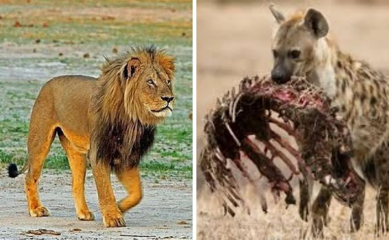La compleja relación entre leones y hienas sale a la luz gracias a la UGR |  Ideal