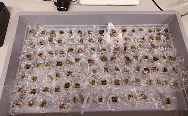 Muestras de hojas preparadas para analizar.