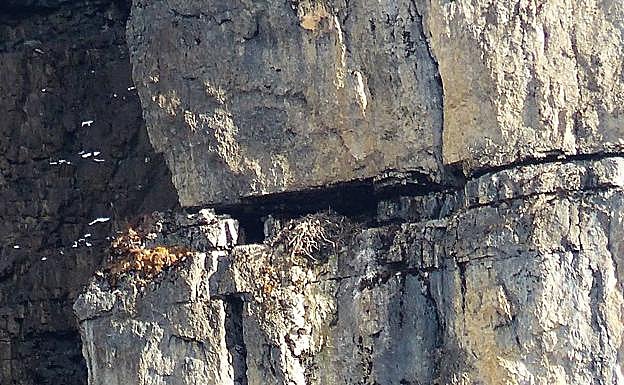 Nido de quebrantahuesos descubierto por la expedición granadina a 4.800 metros de altitud. 