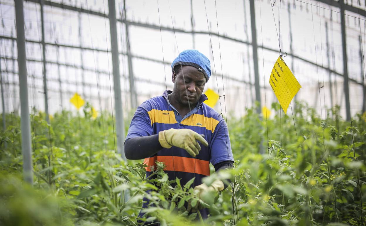 El sector se nutre de temporeros de diversas nacionalidades.