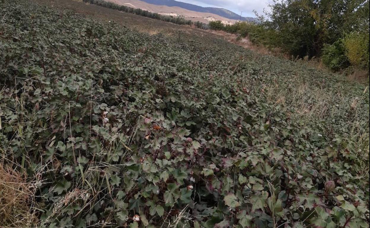 Aspecto de uno de los campos con el cultivo afectado. 