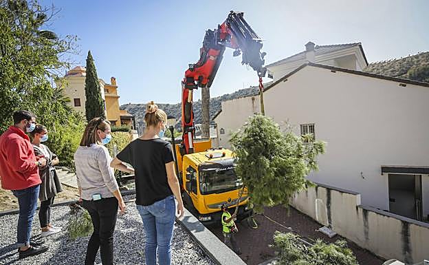 Imagen principal - Algunos vecinos se llevaron troncos del árbol como recuerdo.