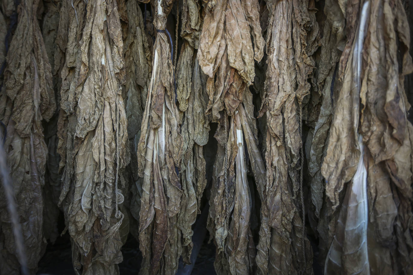 Fotos: Secaderos &#039;de palo&#039; en Cúllar Vega