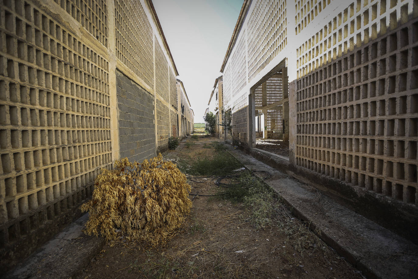 Patrimonio industrial abandonado en Peñuelas