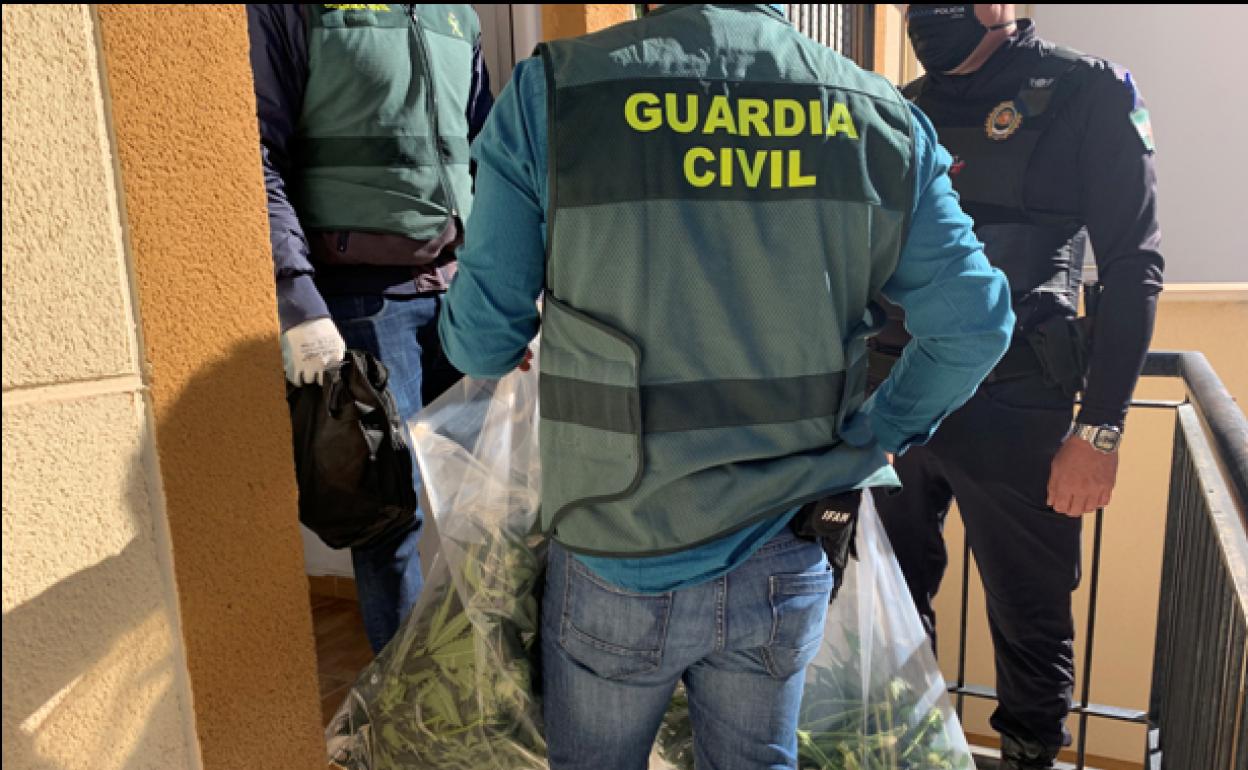 Vecinos de Granada alertan a la Guardia Civil de tres pisos con marihuana y descubren 456 plantas