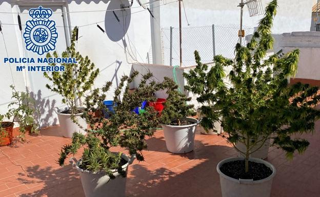 Descubren siete grandes plantas de marihuana en un patio casero de Motril cercano a un colegio