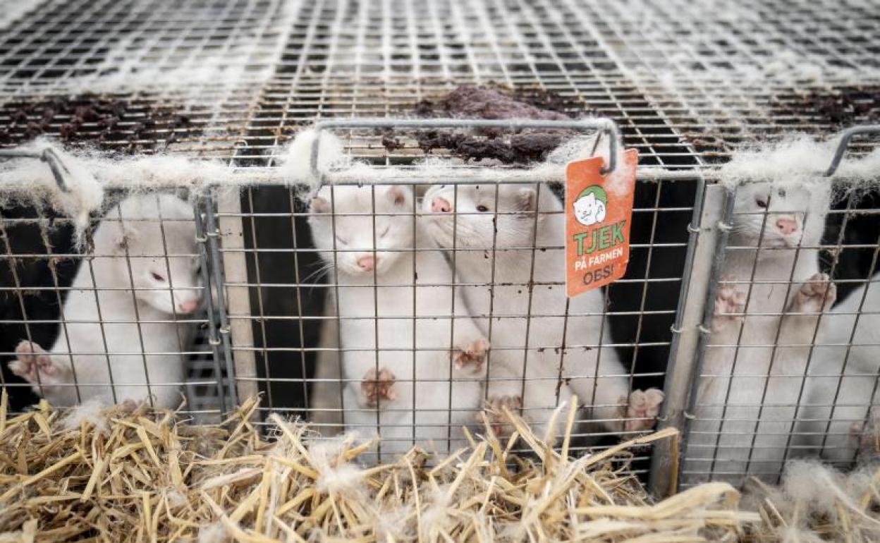 Visones antes de ser sacrificados en Dinamarca. 