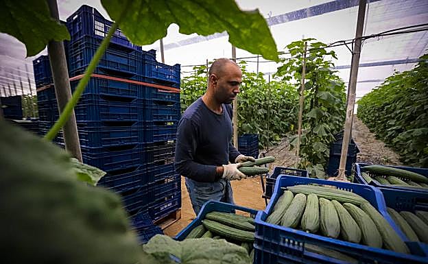 Agricultor recolectando pepino ayer en un invernadero de Castell de Ferro