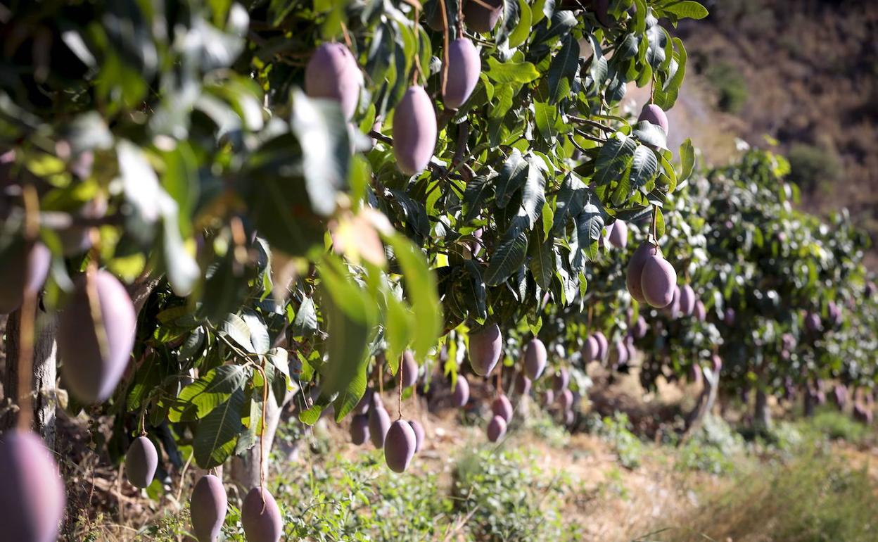 Los agricultores sexitanos piden la recarga del acuífero, ante los problemas de sequía