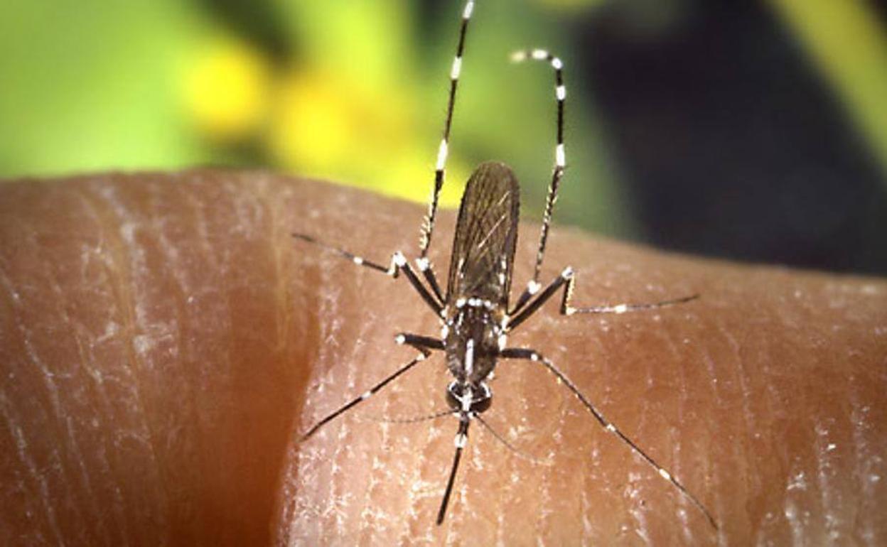 El mosquito tigre, la otra epidemia de 2020