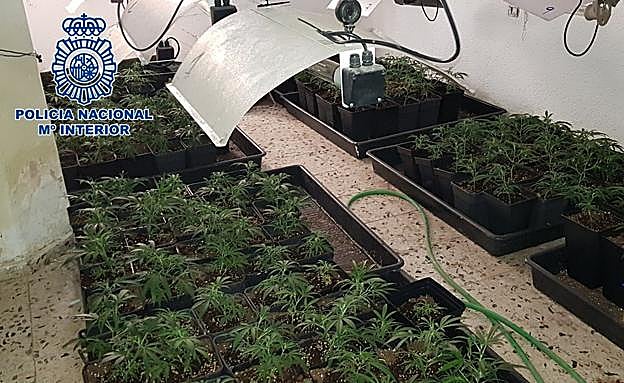 Plantas de marihuana en uno de los pisos.