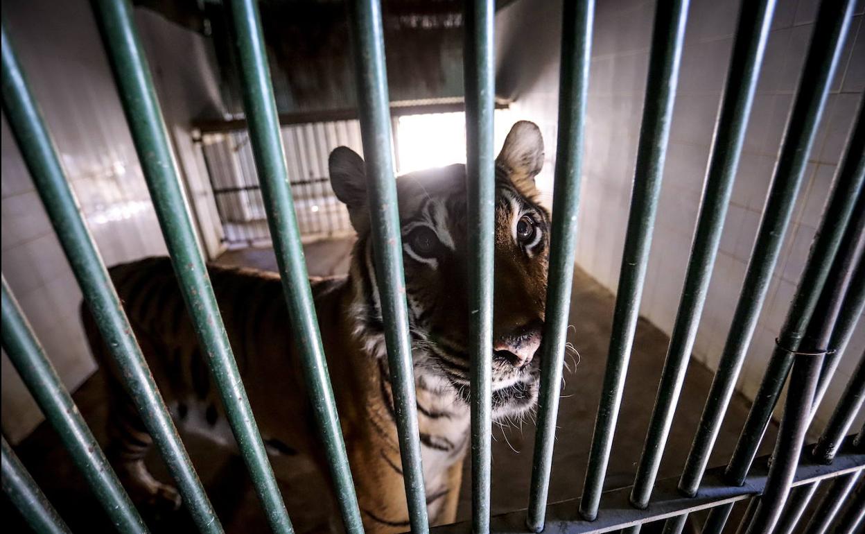 La tigresa Nerea en su jaula del zoo de Peña Escrita.