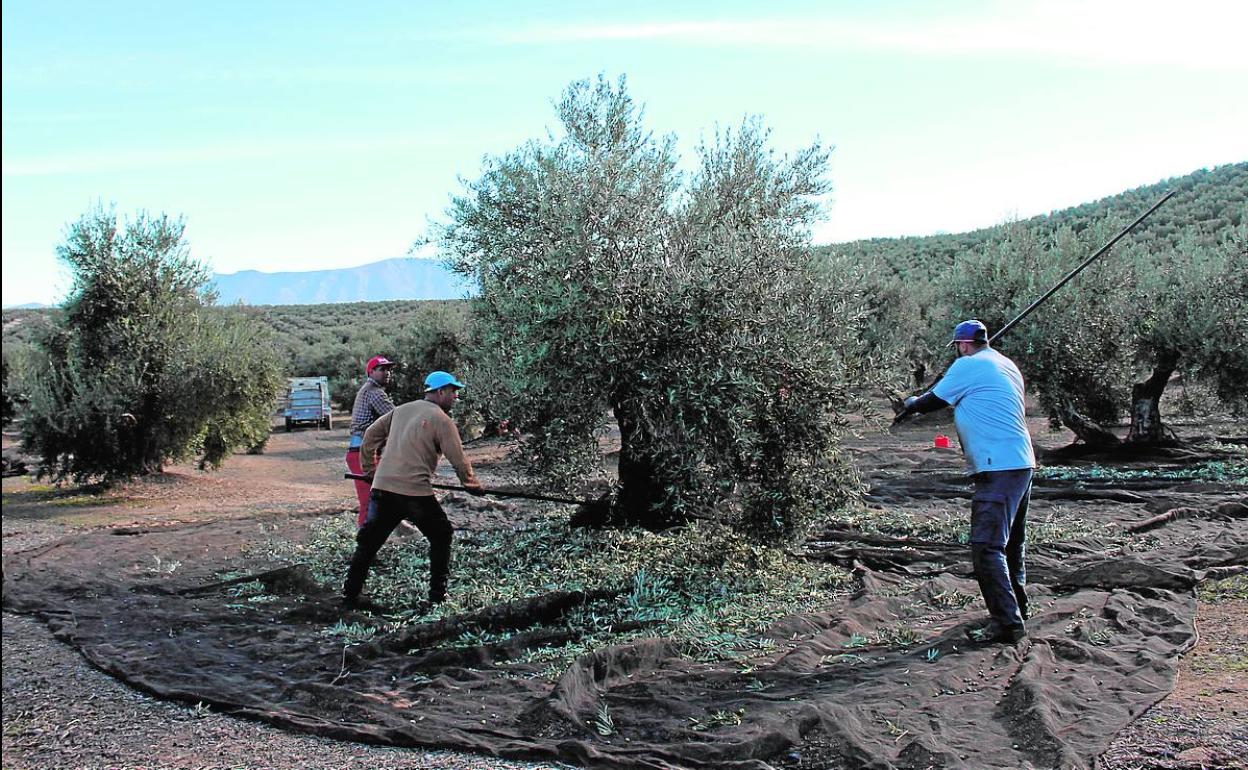 Olivareros trabajando en un tajo, en una imagen de archivo.