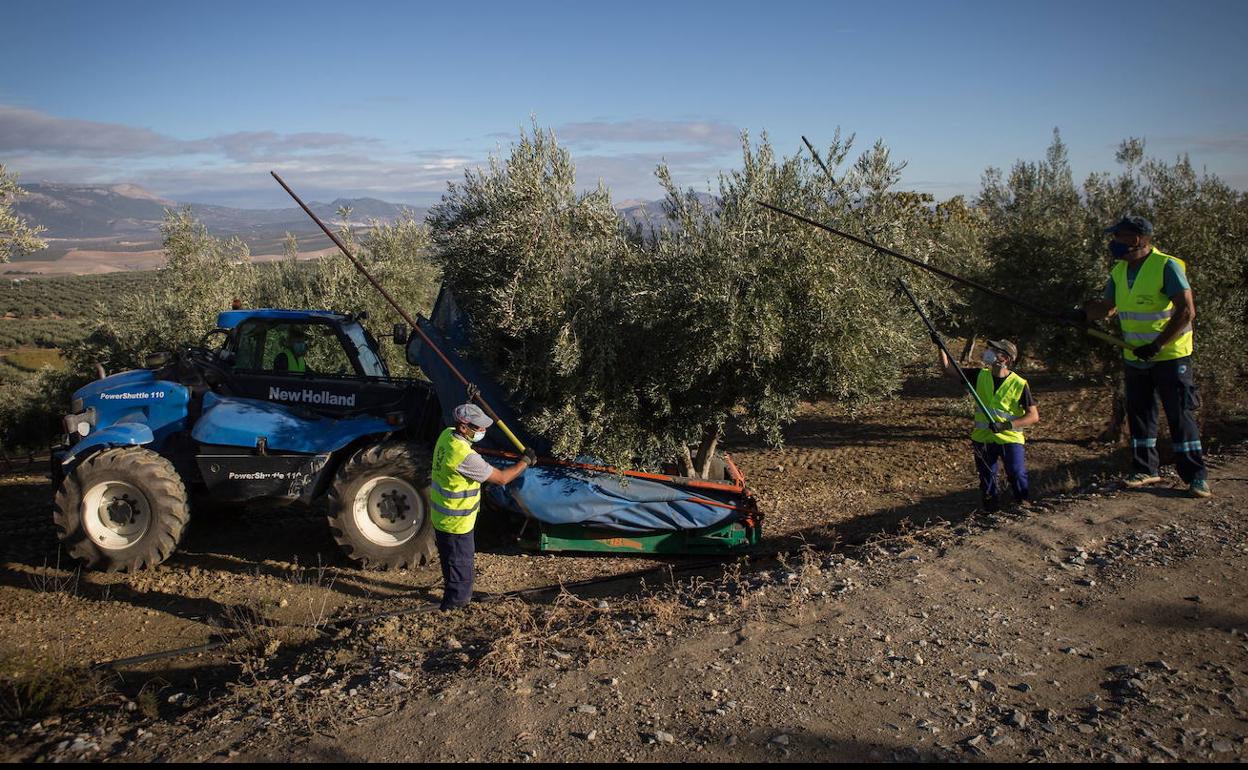 Recolectando aceituna con la mascarilla siempre puesta. 