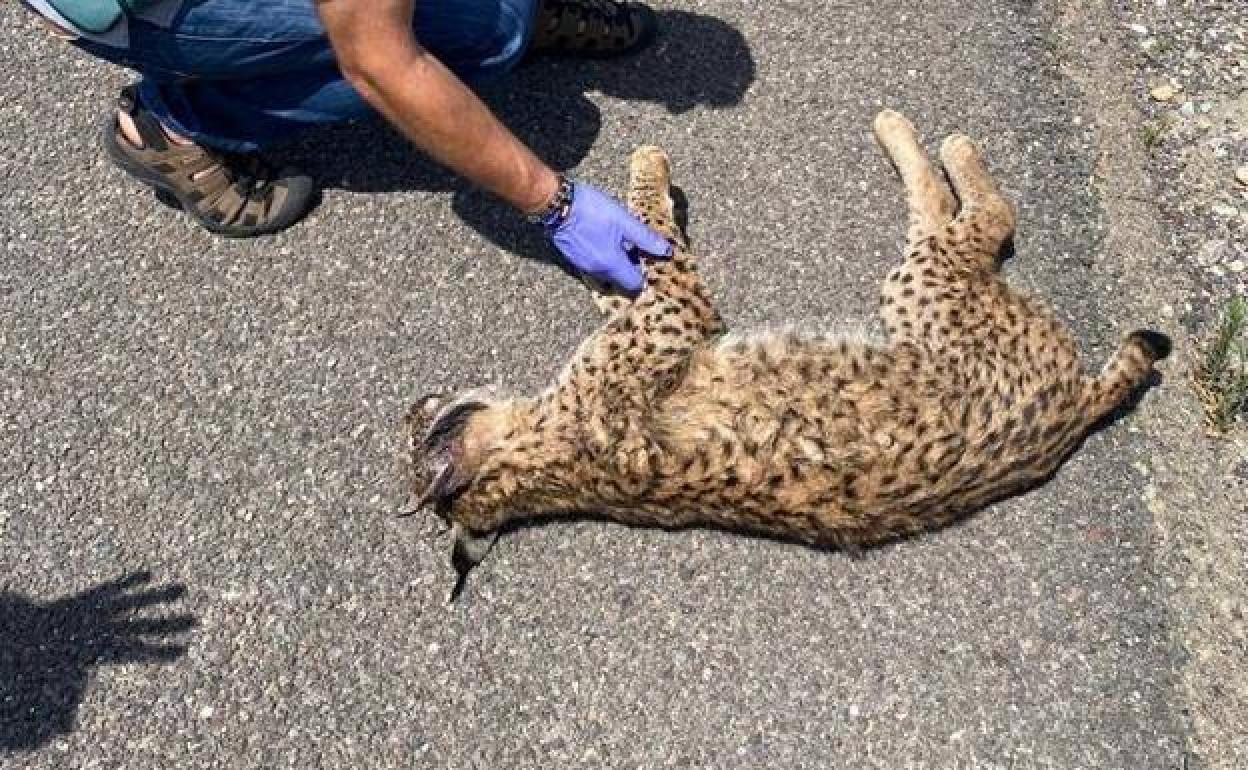 Lince atropellado en la autovía, a su paso por Almería capital. 