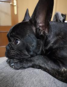 Imagen secundaria 2 - Perro desaparecido | La búsqueda de Vini, el bulldog perdido que «tiene que volver a casa»